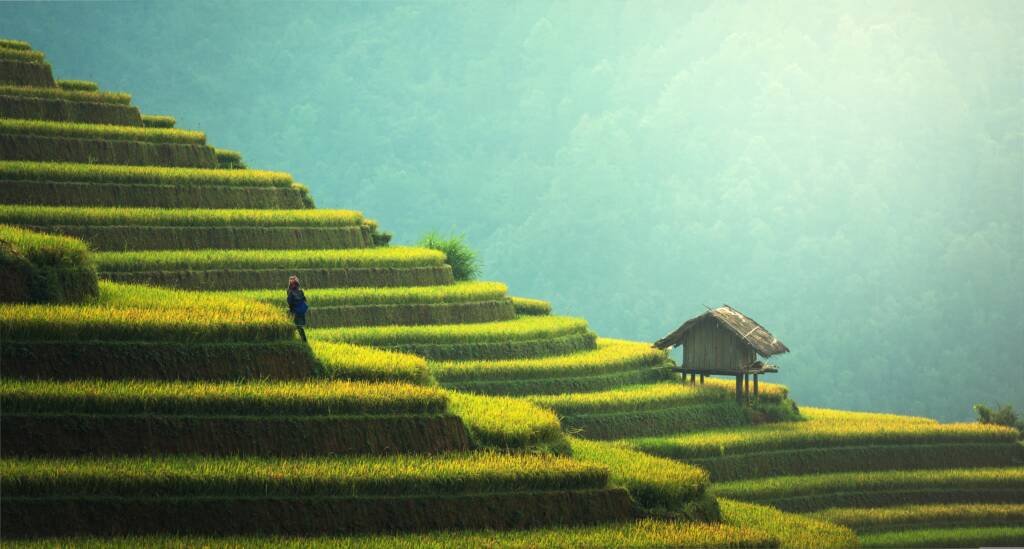 Rice.Paddy.Setting.Bali