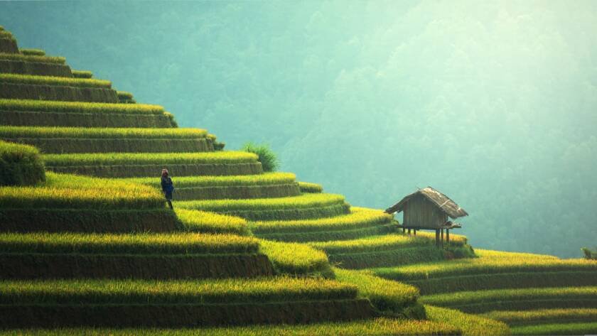 Rice.Paddy.Setting.Bali
