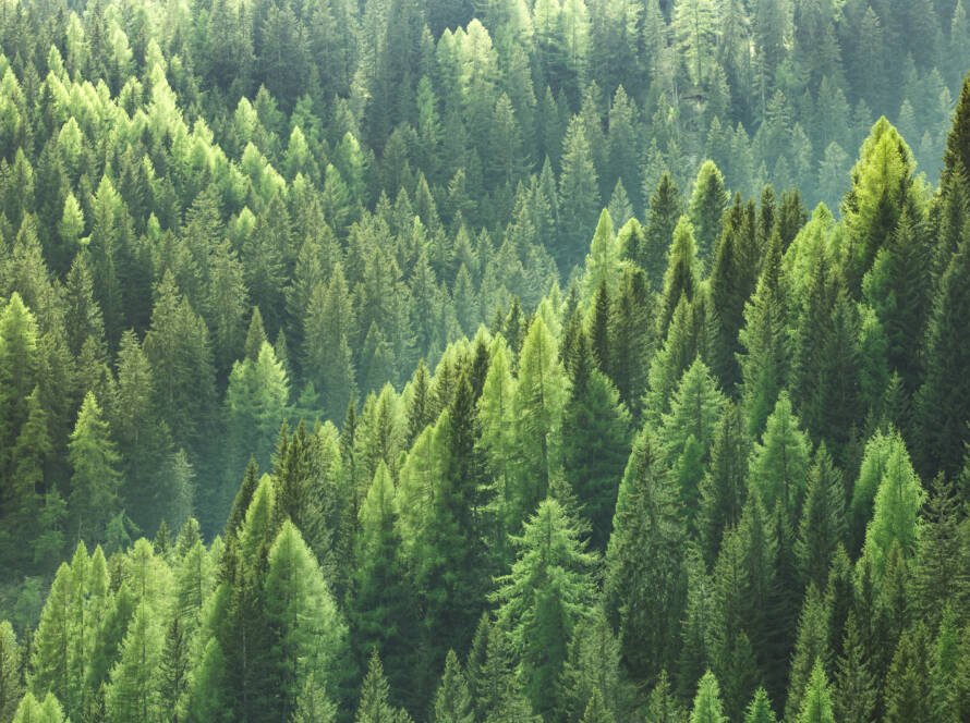 eco-wellness retreats in nature